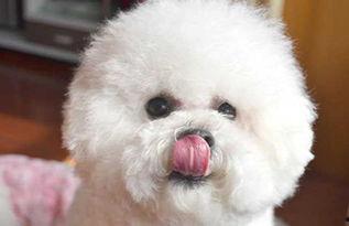 比熊吃瓜视频,萌态十足引网友爆笑